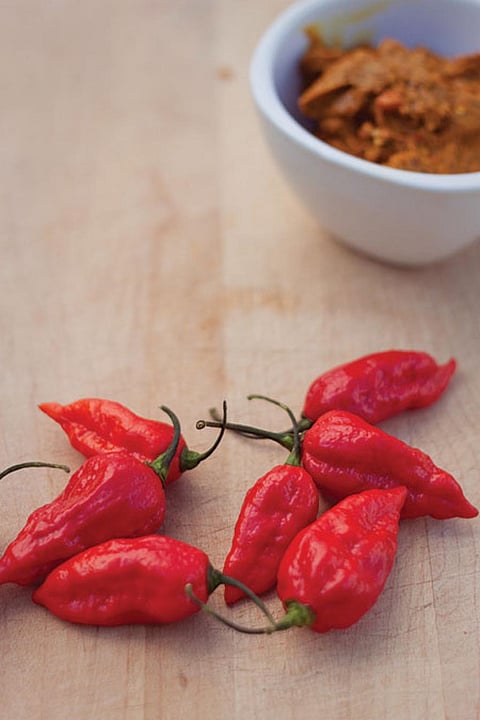 Apart from its edible purposes, bhut jolokia is also used in tear gas and pepper sprays (Photograph: Sharon Drummond)