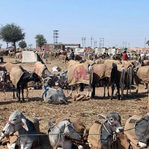 Goats, sheep drive India’s livestock numbers