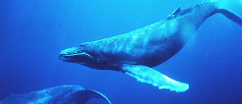 Global Eco Watch: Major ecological happenings of the week (October 14-21)