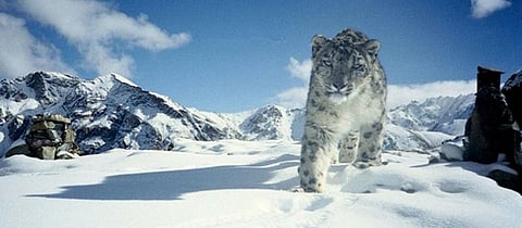 India gets protocol to assess Snow Leopard population