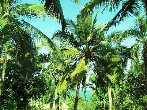 ICAR researchers produce coconut palm plantlets using tissue culture