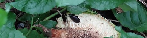 The Pacific Beetle Cockroach. Photo: Flickr