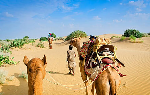 Rajasthan talks of changing law that hit camel population