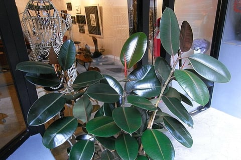Photo : Wikimedia Commons