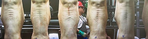 Meat industry worst among food-based industries in terms of water management