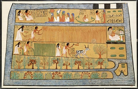 What 3,000-year-old Egyptian wheat tells us about the genetics of our daily bread