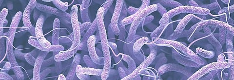 Climate change increasing threats from Vibrio bacteria: Study