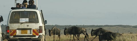 Tourists gaze at wildebeest in Kenya. Photo: Wikimedia Commons