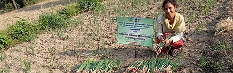 Himachal's Kharif onion initiative: Can it help check annual price rise?