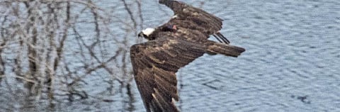 'Usina', the female osprey tagged by Russian scientists, is currently in Udaipur, Rajasthan. Photo: Dharmendra Khandal