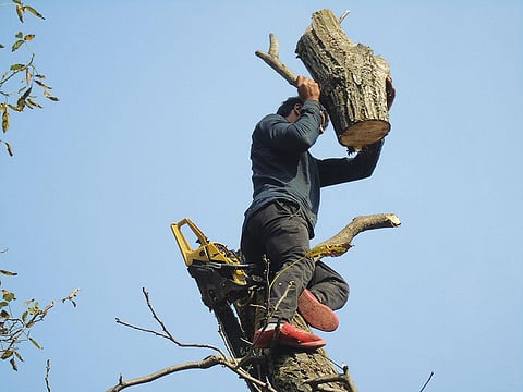 Walnut trees can pose threat to life and property. But in Kashmir permission to fell the tree is difficult to get. So during the recent blockade, most turned to the timber mafia to get those removed (Photographs: Khalid Fayaz)