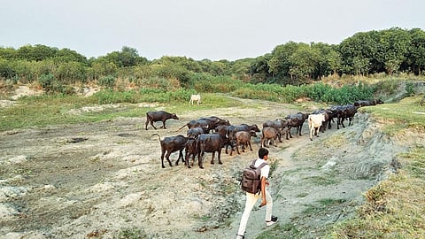 लखनऊ से बहने वाली गाेमती नदी के प्रवाह में 1978 से 2016 के बीच लगभग 52 प्रतिशत की गि रावट आई है। कई जगह नदी एक पतली नाली की तरह दि खती है (वेंकटेश दत्ता)