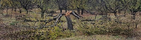 An apple tree damaged due to unseasonal snowfall in Kashmir. Photo: RKMM