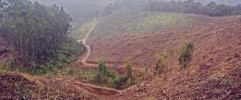 LULUCF: Will better science prevail?
