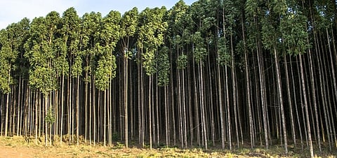 REDD+: India goes all out on safeguards, Tuvalu plays spoilsport