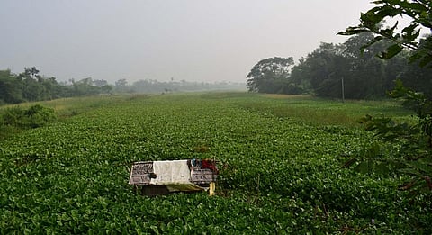 Water hyacinth covers the Sukapaika. Photo: Priya Ranjan Sahu