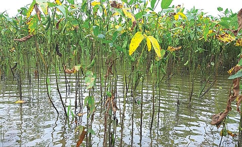 मनीष चंद्र मिश्र