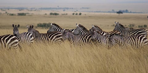 Zebras in Masai Mara Game Reserve. Photo: Flickr