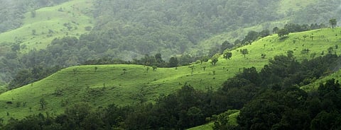 Shola forests in Kudremukh, Western Ghats. Photo: Wikimedia Commons