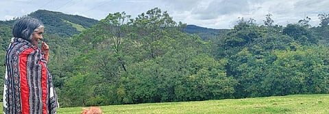 Invasive species such as acacia have taken over 66 per cent of the Shola grasslands (Photograph: Ishan Kukreti CSE)