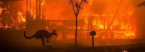 Bushfires have reshaped life on Earth before. They could do it again