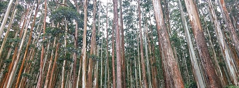 Forest panel bats for pvt plantations as compensation