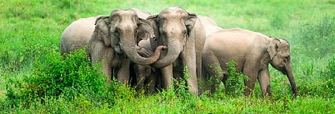 New MoEF guidelines for elephant deaths from anthrax