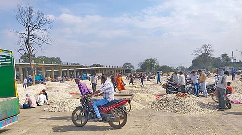 मध्य प्रदेश की नीमच लहसुन मंडी, जहां नहीं दिखते ग्राहक। फोटो: मनीष चंद्र मिश्र
