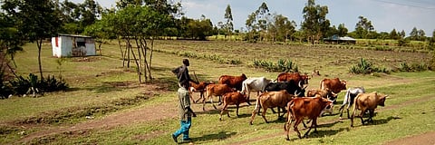 Antibiotic resistance: AMR among poultry, cattle a worry for Kenya