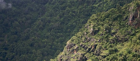 Why South India needs the Shola forests of the Nilgiris