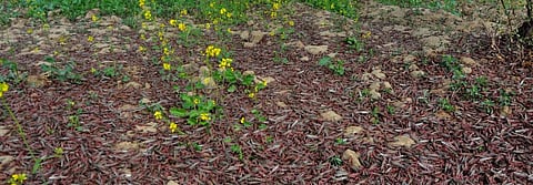 Of pests and climate change