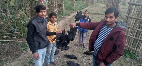 Crows drop dead eating insects killed by pesticides in Bihar's Purnea