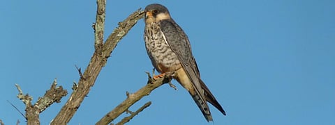 Amur Falcon. Photo: Wikimedia Commons
