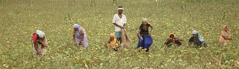 New support scheme for water-stressed districts as crop insurance becomes voluntary