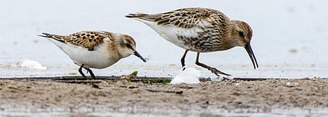 A Little Stint. Photo: Wikimedia Commons