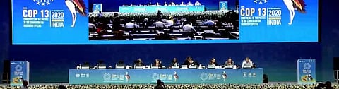 CMS CoP 13 closes: Proposal to restrict trade in protected species diluted