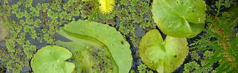 India needs to protect its wetland flora