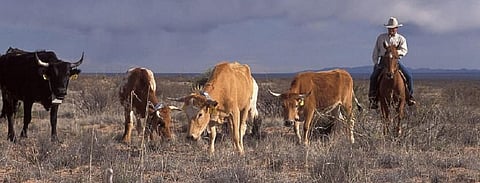 The study called for behavioural change regarding dairy and meat products to reduce methane emissions. Photo: https://www.pxfuel.com/