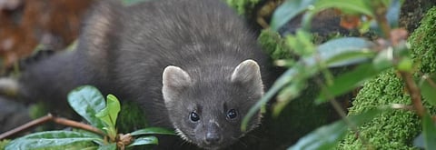 A pine marten. Photo: Queen's University, Belfast, UK