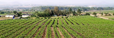 Lighting up the fields: How electricity can help irrigation