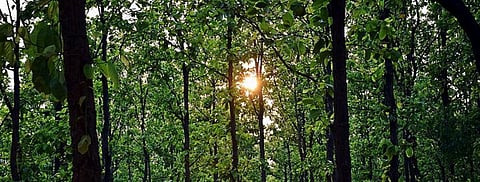 Go-ahead for Vedanta’s Jharkhand steel plant despite forest encroachment