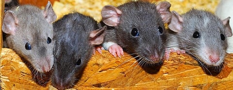 Bihar opposition, state government use rats to trade charges over corruption cases