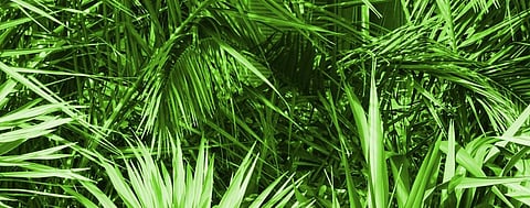 Light wavelength can determine plants’ greenness: Study