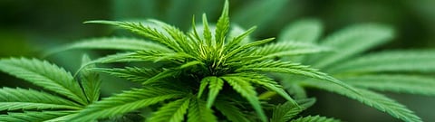 Himachal needs help to tackle growing drug problem