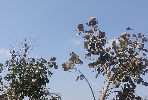 मध्यप्रदेश में सूने खड़े पलाश के पेड़। फोटो: मनीष चंद्र मिश्र