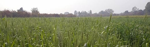 Excess March rainfall: What it means for COVID-19 outbreak