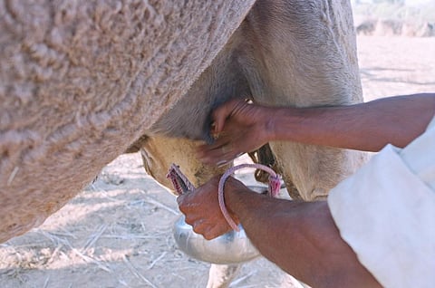 Is that milk safe? CSE’s assessment of antibiotic misuse in dairy sector says it’s not