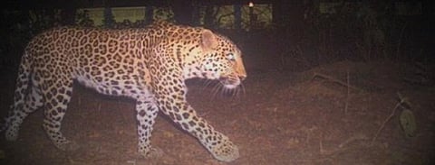 COVID-19 lockdown: Wild animals freely roam Bihar’s forests and fields