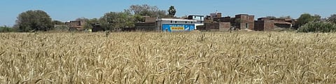 COVID-19: Bihar farmers suffer labour crunch, despite govt guidelines