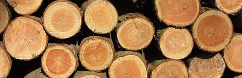 COVID-19: Timber export from Africa takes a hit, says report